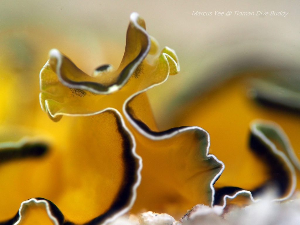 tioman yellow flatworm