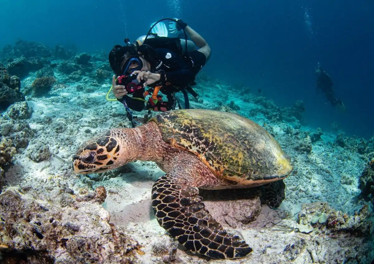 AOW in Tioman Island