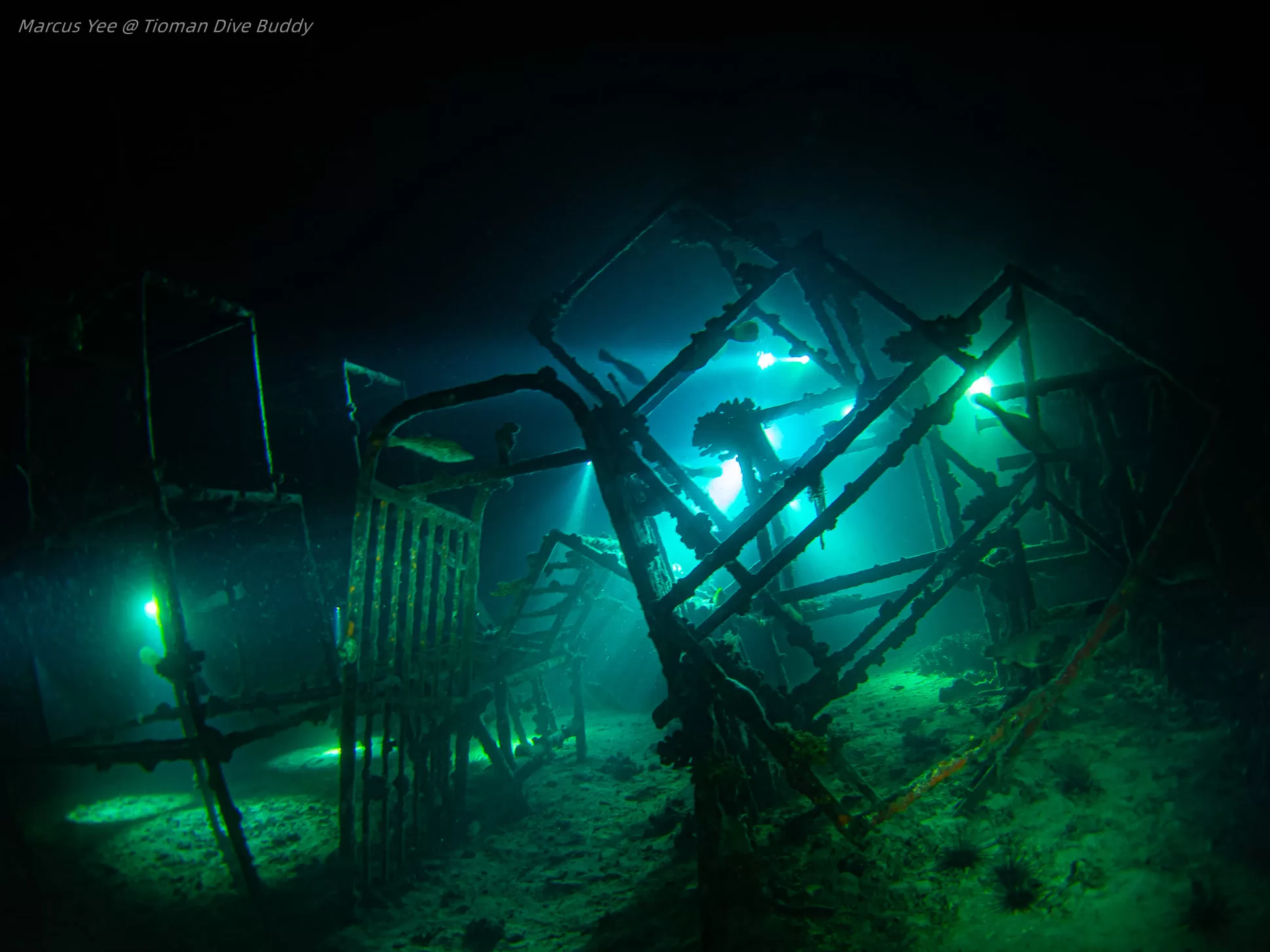 night dive in tioman island