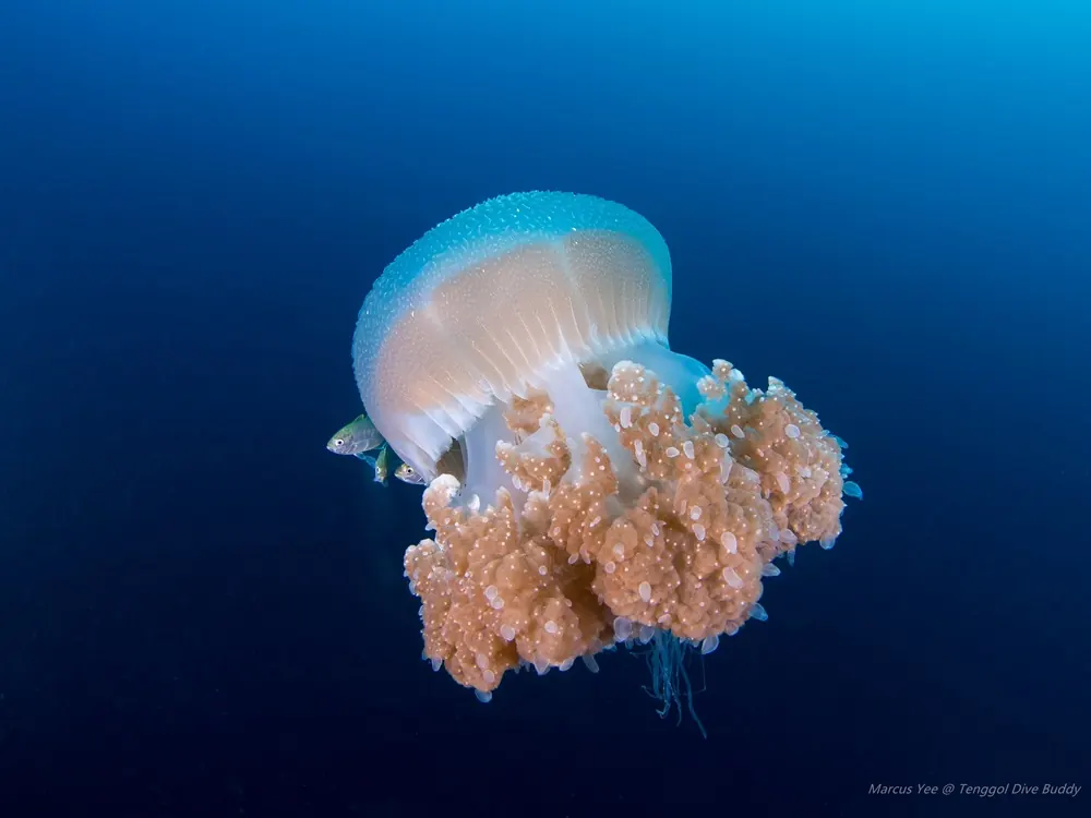 Jellyfish Beautiful but Potentially Harmful